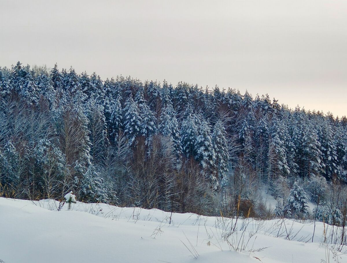 Лыжную базу “Морозко” восстановят в Балахнинском округе в 2026 году - фото 1