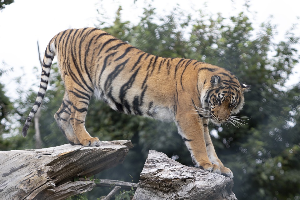 Самарский зоопарк перенесут на новое место в 2022 году