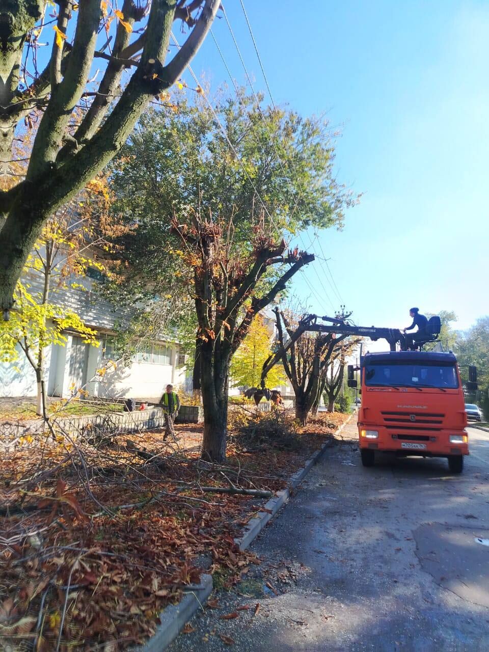 В центре Таганрога высадят деревья вместо утраченных при реконструкции БСМП - фото 1