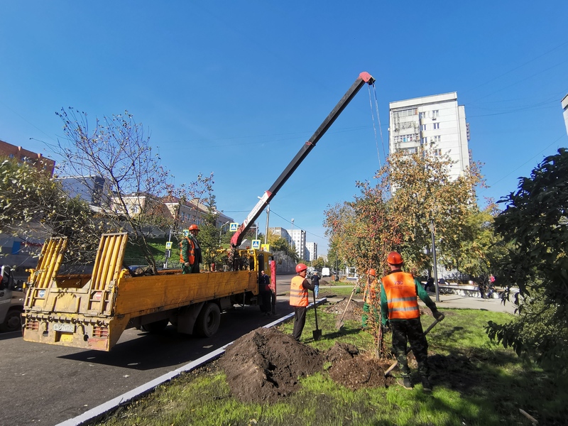 В Красноярске пройдёт масштабное озеленение по высадке 7,5 тысяч деревьев и кустарников